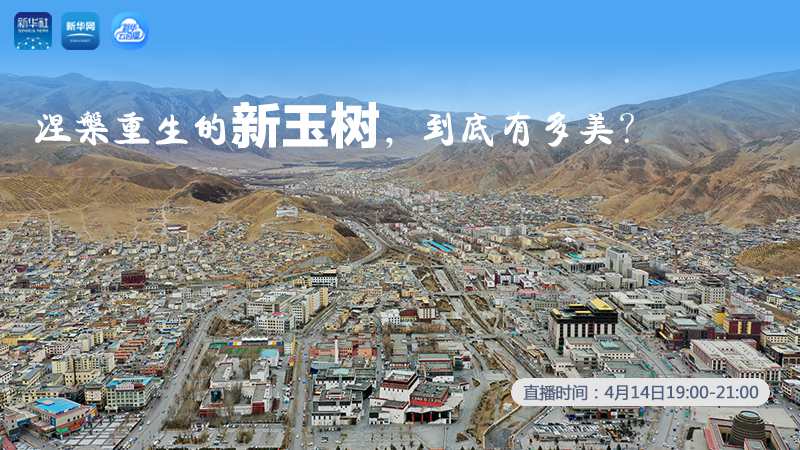 涅槃重生的新玉樹，到底有多美？