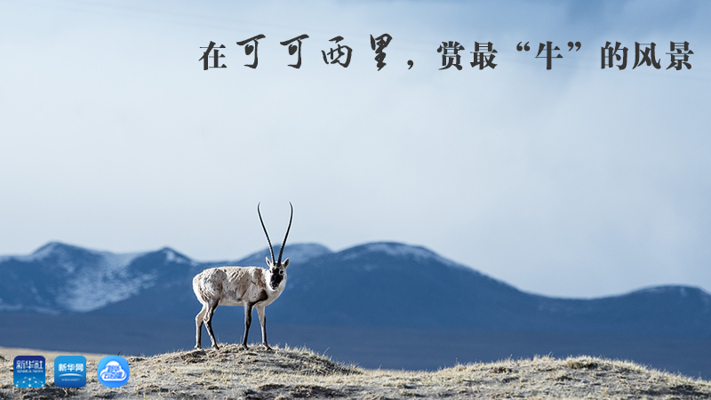 三江源慢直播丨在可可西里，賞最&ldquo;牛&rdquo;的美景