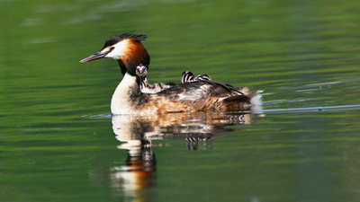 超有愛(ài)！看西寧北川河濕地公園鳳頭??花樣&ldquo;遛娃&rdquo;