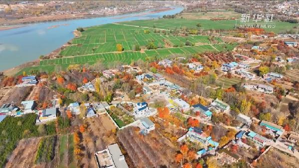 青?；。喝f畝冬小麥染綠黃河畔