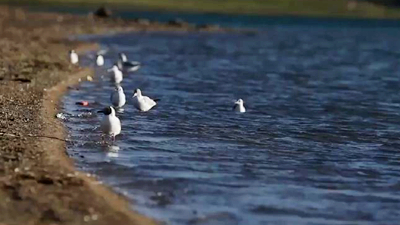 世界野生動(dòng)植物日，帶您到青藏高原領(lǐng)略&ldquo;野生動(dòng)物家園&rdquo;
