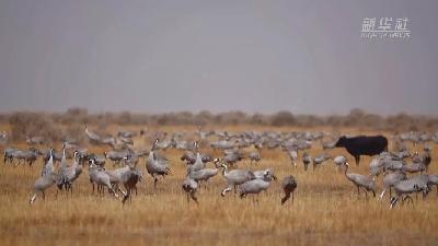 壯觀！遷徙灰鶴&ldquo;備降&rdquo;青海都蘭